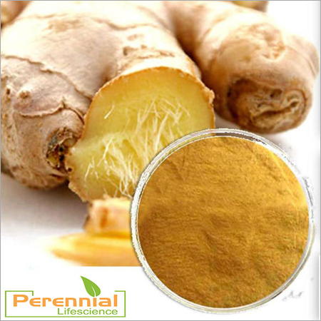 Ginger 40% Oleoresin & 25% Powder
