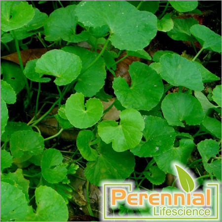 Centella Asiatica Brahmi