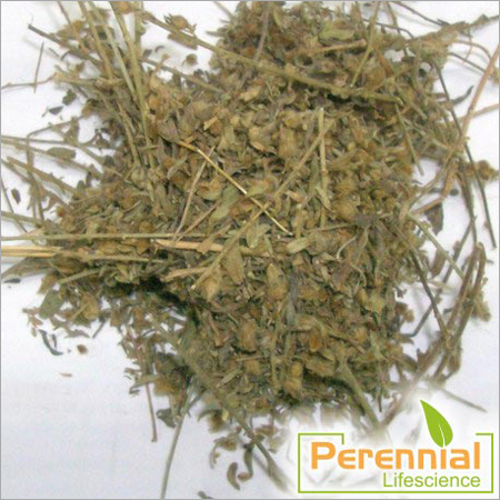 Shankhpushpi Extract
