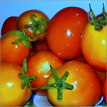 Red Tomato