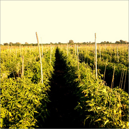 Tomato Farm