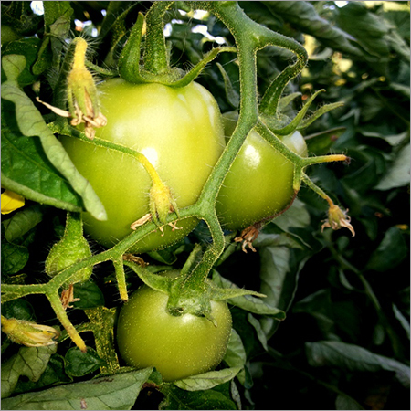 Raw Farm Tomato