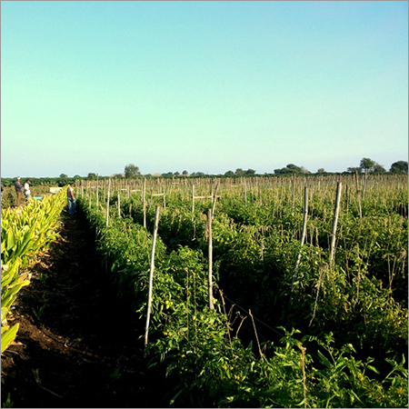 Fresh Farms Tomato
