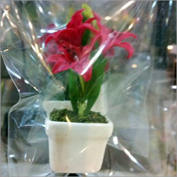 Decorative Flower Plants