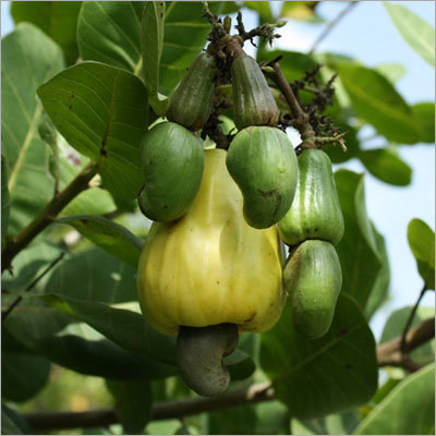 Cashew Nut Fruits