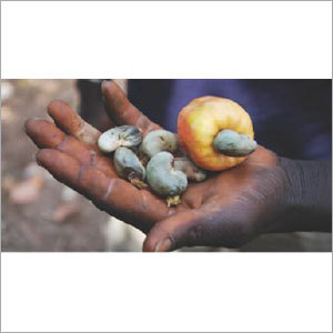 Raw Cashew Nuts