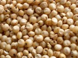 Jowar