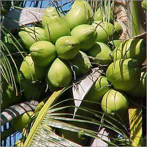 Coconut