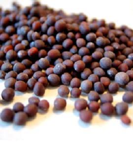 Mustard Seeds