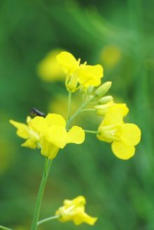 Benefits of canola oil 
