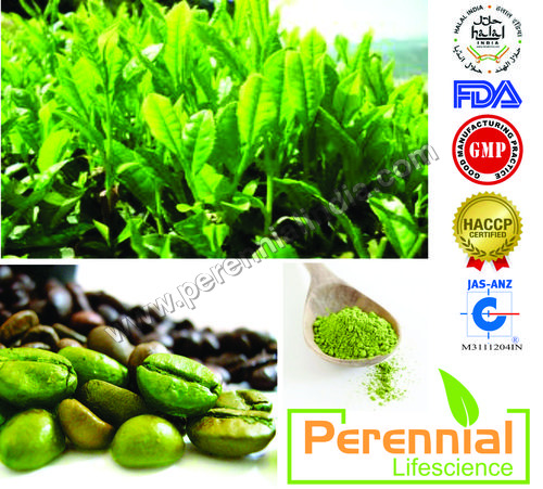 Green Coffee Extracts