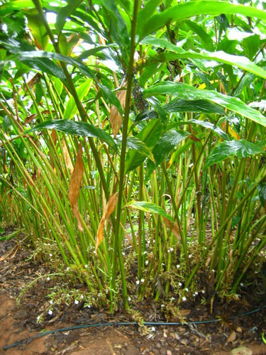 Cardamom