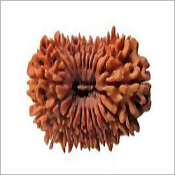20 Mukhi Rudraksha