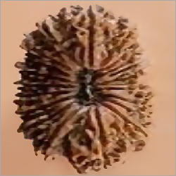 21 Mukhi Nepali Rudraksha