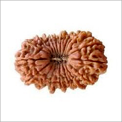 19 Mukhi Rudraksha