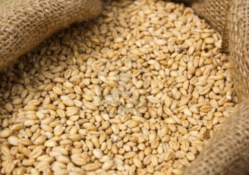 Animal Feed