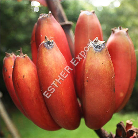 Red Dacca