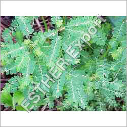 Phyllanthus Niruri