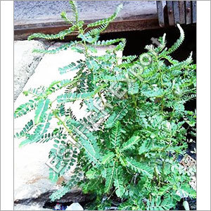 Phyllanthus Niruri