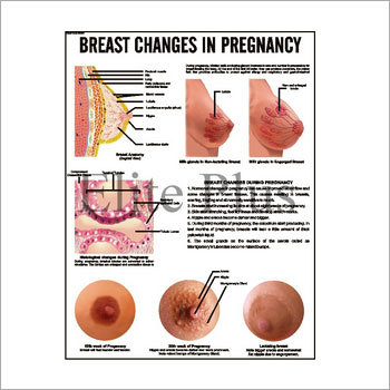 Breast Changes in Pregnancy Chart