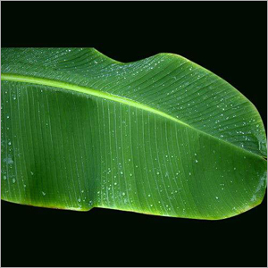 Banana Leaf