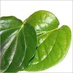 Betel Leaves