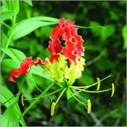 Gloriosa Flower