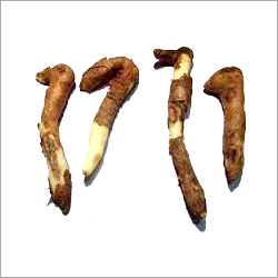 Gloriosa Lily Tubers