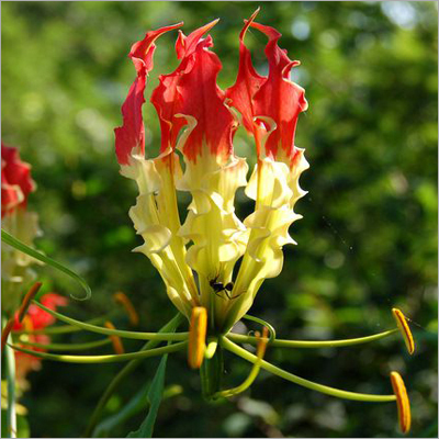 Gloriosa Lily Flower