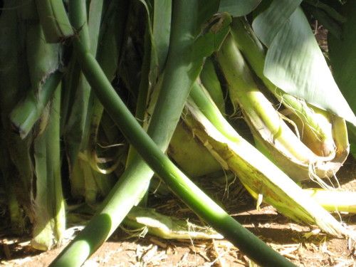 Green Biomass Shredder