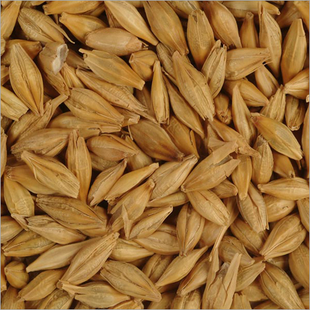 Barley Seeds