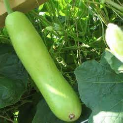 Fresh Bottle Gourd