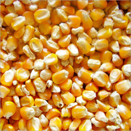 Maize Corn