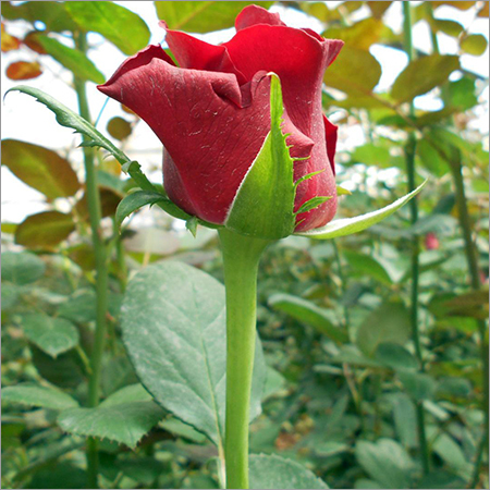 Red Rose