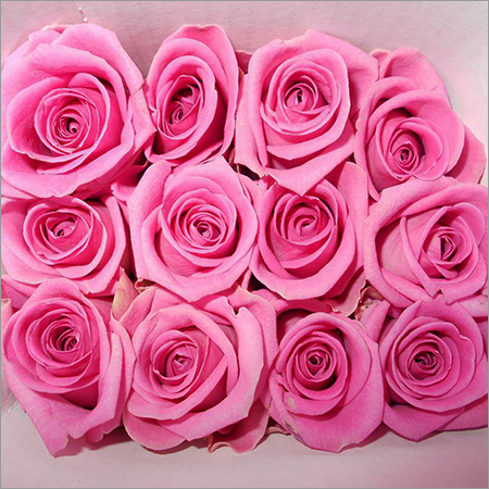 Aqua Pink Rose