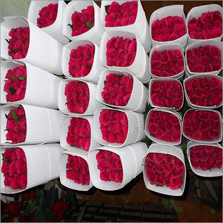 Dark Pink Rose