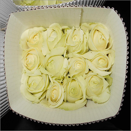 Avalanche White Rose