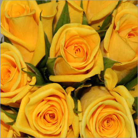 Gold Strike Yellow Rose - Gold Strike Yellow Rose Manufacturer ...