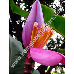 Banana Tree Flower