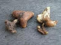 Gloriosa Seeds