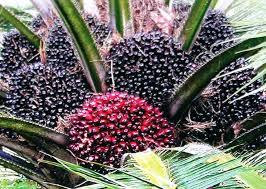 Palm Seed Job Work
