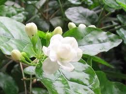 Jasmine