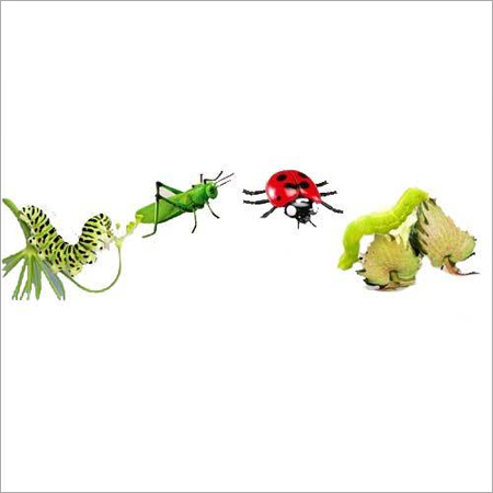 Acetamaprid 20% Sp