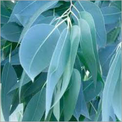 Eucalyptus Leaves