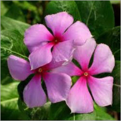 Vinca Rosea