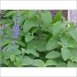 Coleus Forskohlii