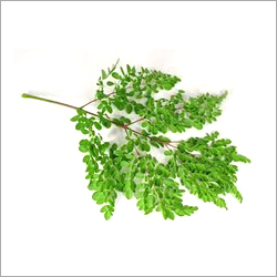 Moringa Leaves