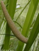 Acorus Calamus