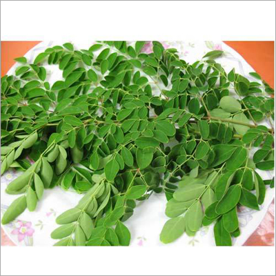 Drum Stick Leaves