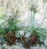 Nut Grass Cyperus Rotundus